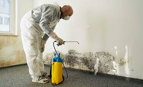 Best Attic Mold Removal  in Atascocita, TX